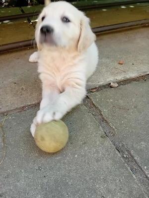 Catelusi Golden Retriever - imagine 2