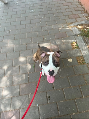 Vand amstaff  - imagine 2