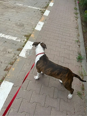Vand amstaff 