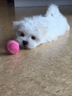 Bichon Mini toy - imagine 3