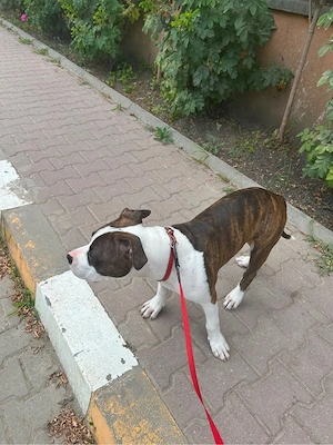 Vand amstaff  - imagine 3