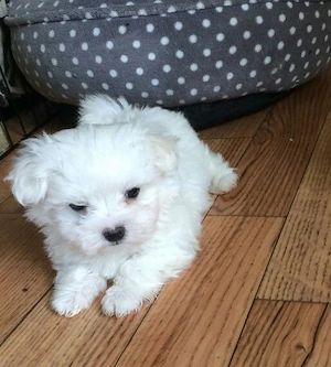 Bichon Mini toy - imagine 2