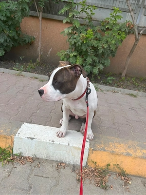 Vand amstaff  - imagine 4