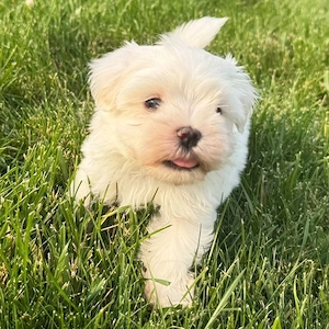 Bichon Mini toy - imagine 4