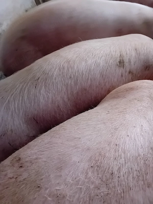 porci pik 100- 350 kg - imagine 3