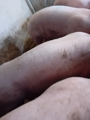 porci pik 100- 350 kg