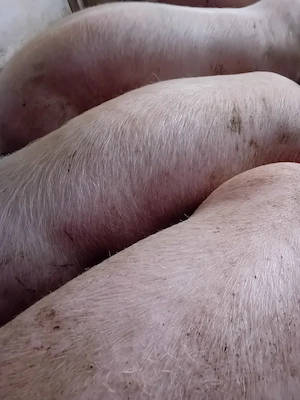 porci pik 100- 350 kg - imagine 4