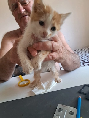 Adopție pui pisica metis norvegiană  - imagine 2