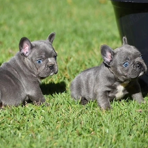 Vino să vezi puii noștri de bulldog francez, drăguți și minunați  - imagine 4