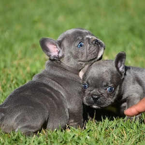 Vino să vezi puii noștri de bulldog francez, drăguți și minunați 