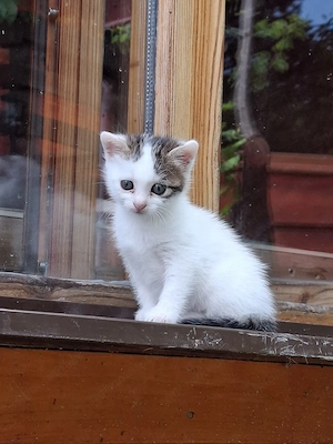 Donez pisicuță 3 luni singură sau împreună cu mama ei de 1 an - imagine 2