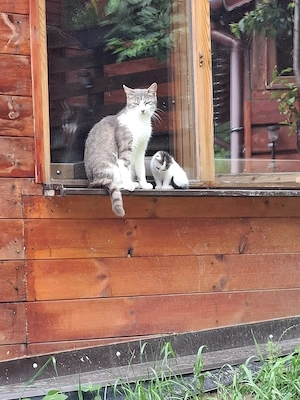 Donez pisicuță 3 luni singură sau împreună cu mama ei de 1 an