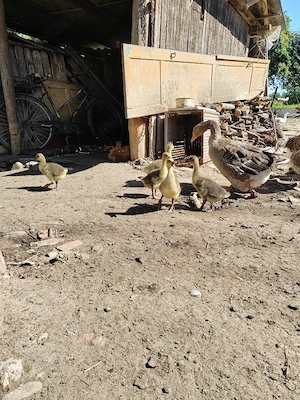 Vând boboci de gasca Toulouse  - imagine 5