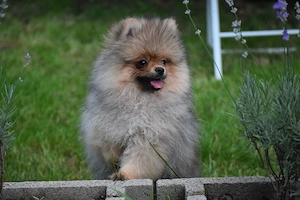 Pomeranian baiat cu pedigree - imagine 3