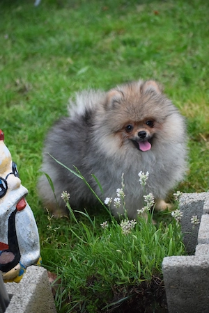 Pomeranian baiat cu pedigree - imagine 2