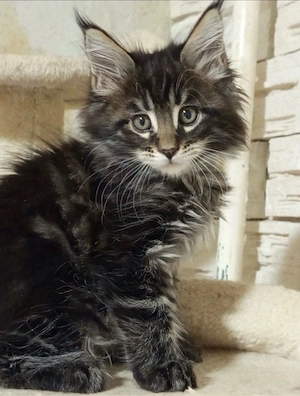 Maine Coon puiut disponibil 