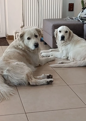 Catelusi Golden Retriever - imagine 4