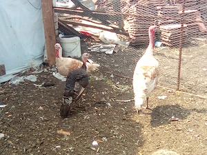 vand gaini, cocosi, curci, curcan