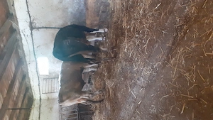 Vînd vitei între 300kg  275kg 