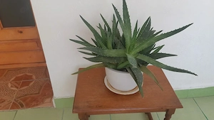 Vând plante de aloe vera