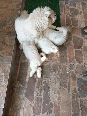 Vand cateluse bichon maltez - imagine 4