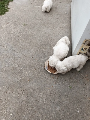 Vand cateluse bichon maltez - imagine 5