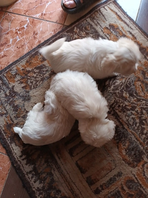 Vand cateluse bichon maltez - imagine 2