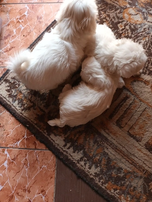 Vand cateluse bichon maltez - imagine 3