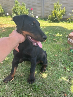 jagdterrier mascul