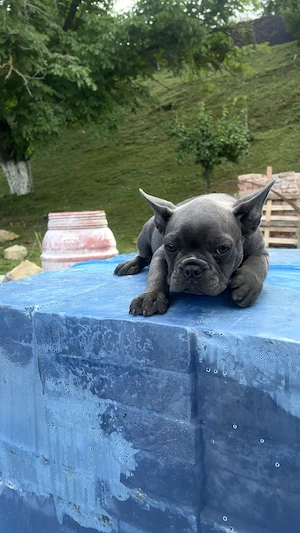     Buldog Francez   pui de 2 luni, pregătit pentru noua familie
