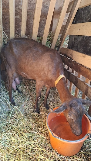 capra de lapte, buna de lapte- Icoana Giurgiu 