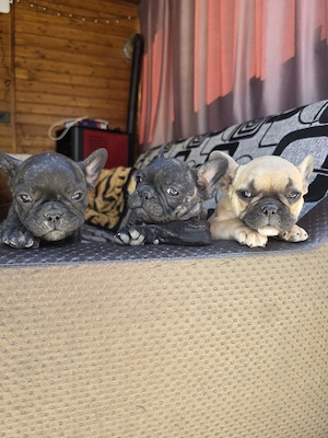 Bulldog francez 