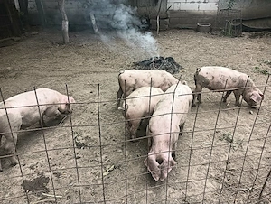 Vând porci 2,5luni - imagine 4