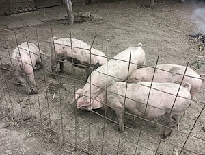 Vând porci 2,5luni