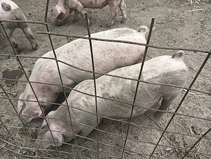 Vând porci 2,5luni