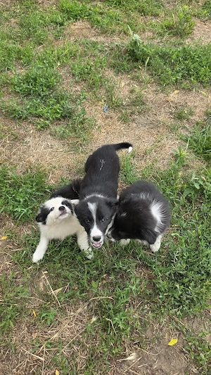 Pui Border Collie pentru stână - turmă