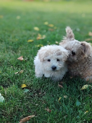 Cățel gen Bichon 4 luni - imagine 5