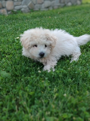 Cățel gen Bichon 4 luni - imagine 3