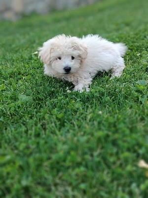 Cățel Maltipoo 3 luni