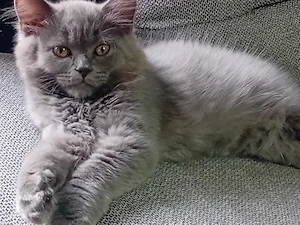 British Shorthair blue  - imagine 4