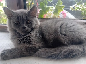 British Shorthair blue  - imagine 2
