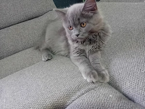 British Shorthair blue  - imagine 5
