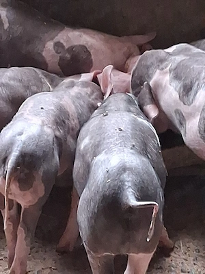 vand 6 porci si 2 purcele rasa pietrain 
