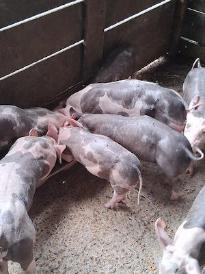 vand 6 porci si 2 purcele rasa pietrain  - imagine 2