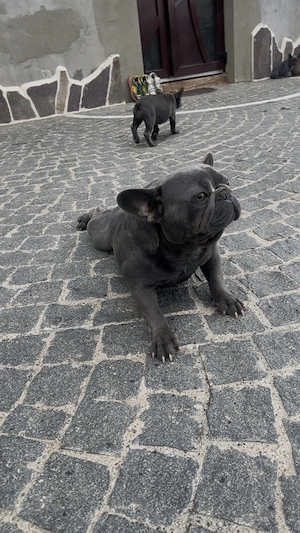 Buldog Francez Femelă, 2 ani, Vaccinată și Deparazitată   Foarte Îngrijită