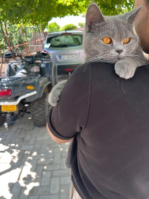 British shorthair femelă  - imagine 3