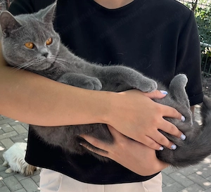 British shorthair femelă  - imagine 4