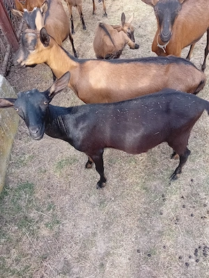 vand sau schimb tapisori de rasa. fără coarne genetic 