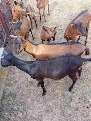 vand sau schimb tapisori de rasa. fără coarne genetic  - imagine 4