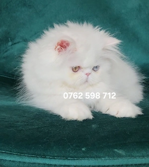 Vand pui persan alb turtit , crem Doll Face ! ! - imagine 3